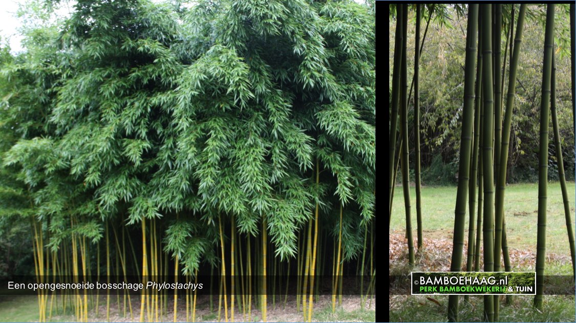 Een opengesnoeide bosschage Phylostachys